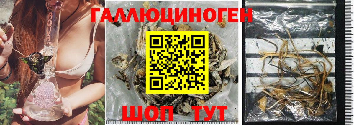 Курчатов  Псилоцибиновые грибы GOLDEN TEACHER  Вход с VPN  Псилоцибиновые грибы Cubensis 